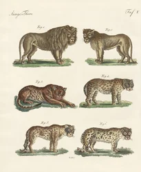Animaux mordants