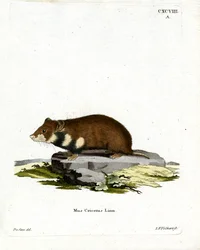 Hamster à ventre noir