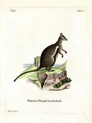 Wallaby des rochers à pieds noirs