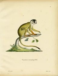 Singe Écureuil à Tête Noire