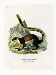 Écureuil géant noir