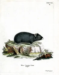 Hamster noir