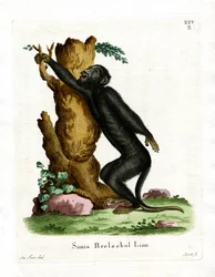 Hurleur noir