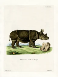 Rhinocéros noir