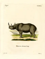 Rhinocéros noir