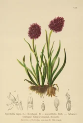Orchis vanille noire (Nigritella nigra, Nigritella angustifolia)