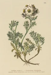 Achillée noirâtre (Achillea atrata)