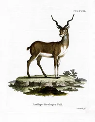 Antilope cervicapre
