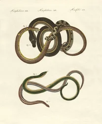 Orvets