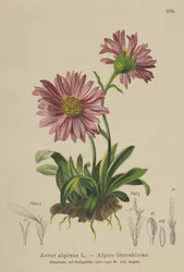 Marguerite alpine bleue (Aster alpinus)