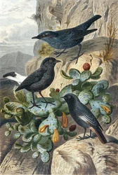 Merle bleu, traquet rieur et rougequeue, planche tirée de « Brehms Tierleben: Allgemeine Kunde des Tierreichs », vol. 4, p. 57, publié par le Bibliographisches Institut