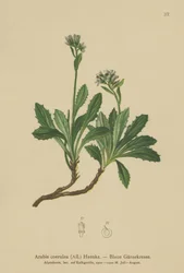Arabette bleue