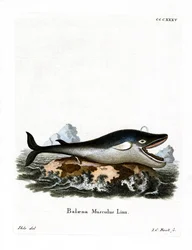 Baleine bleue