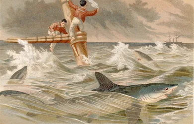 Requin bleu, planche de Brehms Tierleben: Allgemeine Kunde des Tierreichs, vol.8, p.438, publié par Bibliographisches Institut, 1892