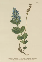 Paederota bleuâtre