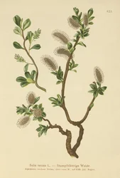 Saule à feuilles obtuses (Salix retusa)