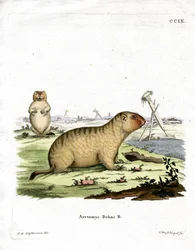 Marmotte de Bobac