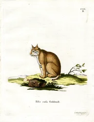 Lynx roux