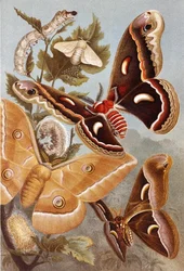 Bombycoid Moths, planche de "Brehms Tierleben: Allgemeine Kunde des Tierreichs", vol.9, p.410, publié par Bibliographisches Institut