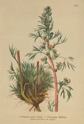Armoise boréale (Artemisia nana, Artemisia borealis)
