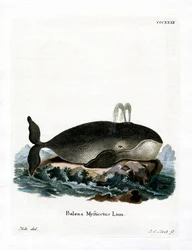 Baleine Boréale