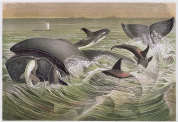 Baleine boréale et orques, planche de Brehms Tierleben: Allgemeine Kunde des Tierreichs, vol.3, p.600, publié par Bibliographisches Institut, 1891
