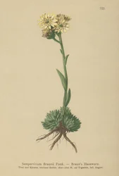 Joubarbe de Braun (Sempervivum Braunii)