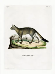 Renard brésilien