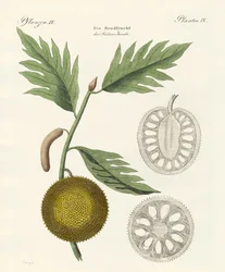 Arbre à pain