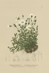 Oreille de souris à larges feuilles (Cerastium latifolium)
