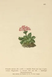 Primevère à larges feuilles