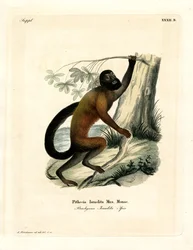 Saki à barbe brun