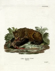 Ours brun