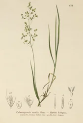 Agrostide brune