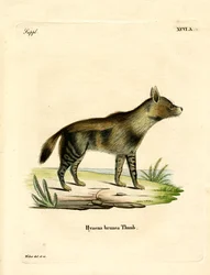 Hyène brune