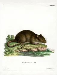 Rat brun