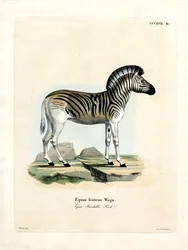 Zèbre de Burchell