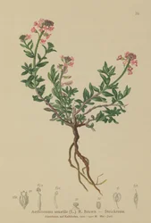 Aéthionème des rochers (Aethionema saxatile, Thlaspi saxatile)