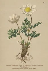 Anémone de Burser
