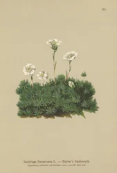 Saxifrage de Burser (Saxifraga Burseriana)