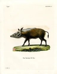Potamochère