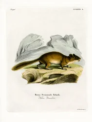 Rat des bois à queue touffue