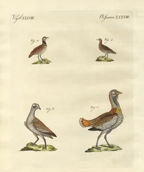 Outardes