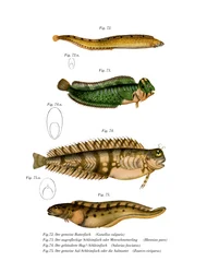 Poisson-beurre