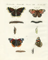 Papillons -- oiseaux du jour