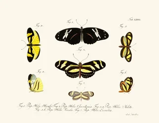 Papillons