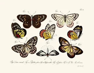 Papillons