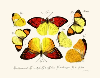 Papillons