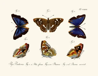 Papillons