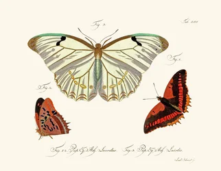 Papillons